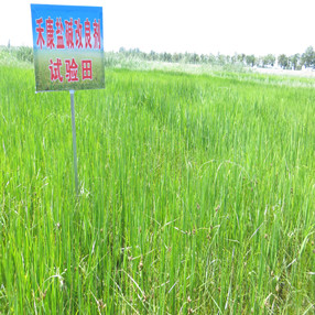 2015年，宁夏贺兰县政府招标项目应用禾康土壤改良剂(图4)