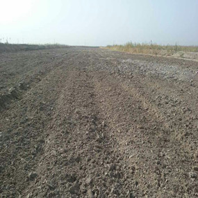 2015年，新疆喀什岳普湖县重度盐碱荒地当年改良后成功种植无花果(图3)