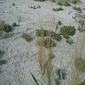 2015年，新疆喀什岳普湖县重度盐碱荒地当年改良后成功种植无花果(图1)