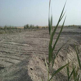 2015年，新疆喀什岳普湖县重度盐碱荒地当年改良后成功种植无花果(图5)