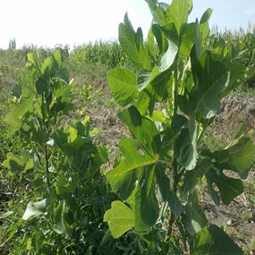 2015年，新疆喀什岳普湖县重度盐碱荒地当年改良后成功种植无花果(图7)