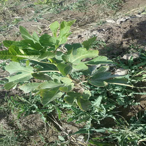 2015年，新疆喀什岳普湖县重度盐碱荒地当年改良后成功种植无花果(图6)