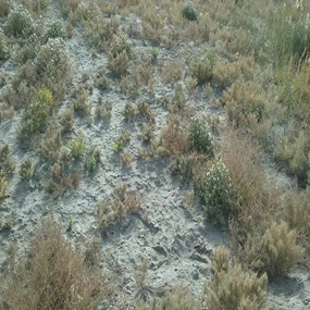 2015年，新疆喀什岳普湖县重度盐碱荒地当年改良后成功种植无花果(图2)