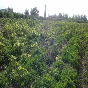 2015年，新疆喀什岳普湖县重度盐碱荒地当年改良后成功种植无花果(图8)