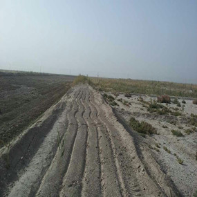 2015年，新疆喀什岳普湖县重度盐碱荒地当年改良后成功种植无花果(图4)