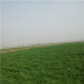2014年，盐碱地种植苜蓿—甘肃张掖临泽县盐碱地改良施用贡田土壤调理剂（商品名：禾康）(图4)