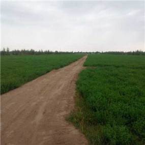 2014年，盐碱地种植苜蓿—甘肃张掖临泽县盐碱地改良施用贡田土壤调理剂（商品名：禾康）(图5)