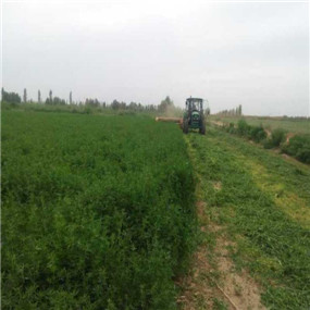 2014年，盐碱地种植苜蓿—甘肃张掖临泽县盐碱地改良施用贡田土壤调理剂（商品名：禾康）(图8)