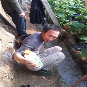 温室大棚土壤改良：温室大棚应用禾康治理土壤盐渍化和土壤板结，效果极其明显，收益巨大！(图1)