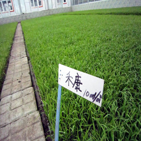 水稻育苗应用禾康改良剂—2013年黑龙江水稻苗床应用禾康(图3)