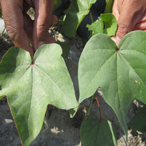 盐碱地改良种植棉花—2012年农五师91团盐碱地种植棉花使用禾康土壤改良剂报告(图1)