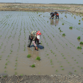 盐碱地改良种植水稻—2012年吉林白城镇赉县盐碱地种植水稻（开荒、打井、插秧、生长和成熟全过程记录）(图7)