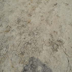 盐碱地改良种植水稻—2012年吉林白城镇赉县盐碱地种植水稻（开荒、打井、插秧、生长和成熟全过程记录）(图3)