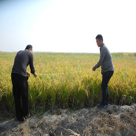 盐碱地改良种植水稻—2012年吉林白城镇赉县盐碱地种植水稻（开荒、打井、插秧、生长和成熟全过程记录）(图12)