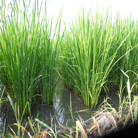 盐碱地改良种植水稻—2012年吉林白城镇赉县盐碱地种植水稻（开荒、打井、插秧、生长和成熟全过程记录）(图9)