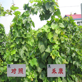 2012年双鸭山地区禾康改良剂推广站成立(图8)