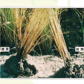 2006年内蒙古通辽孟根达坝开荒地种水稻(图2)