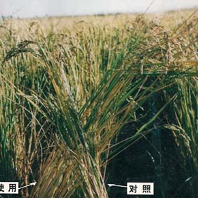 2006年内蒙古通辽孟根达坝开荒地种水稻(图3)