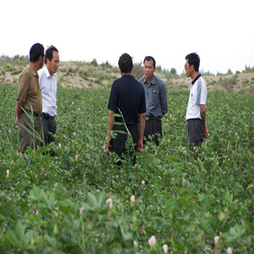 2005年新疆兵团150团棉花示范田(图4)