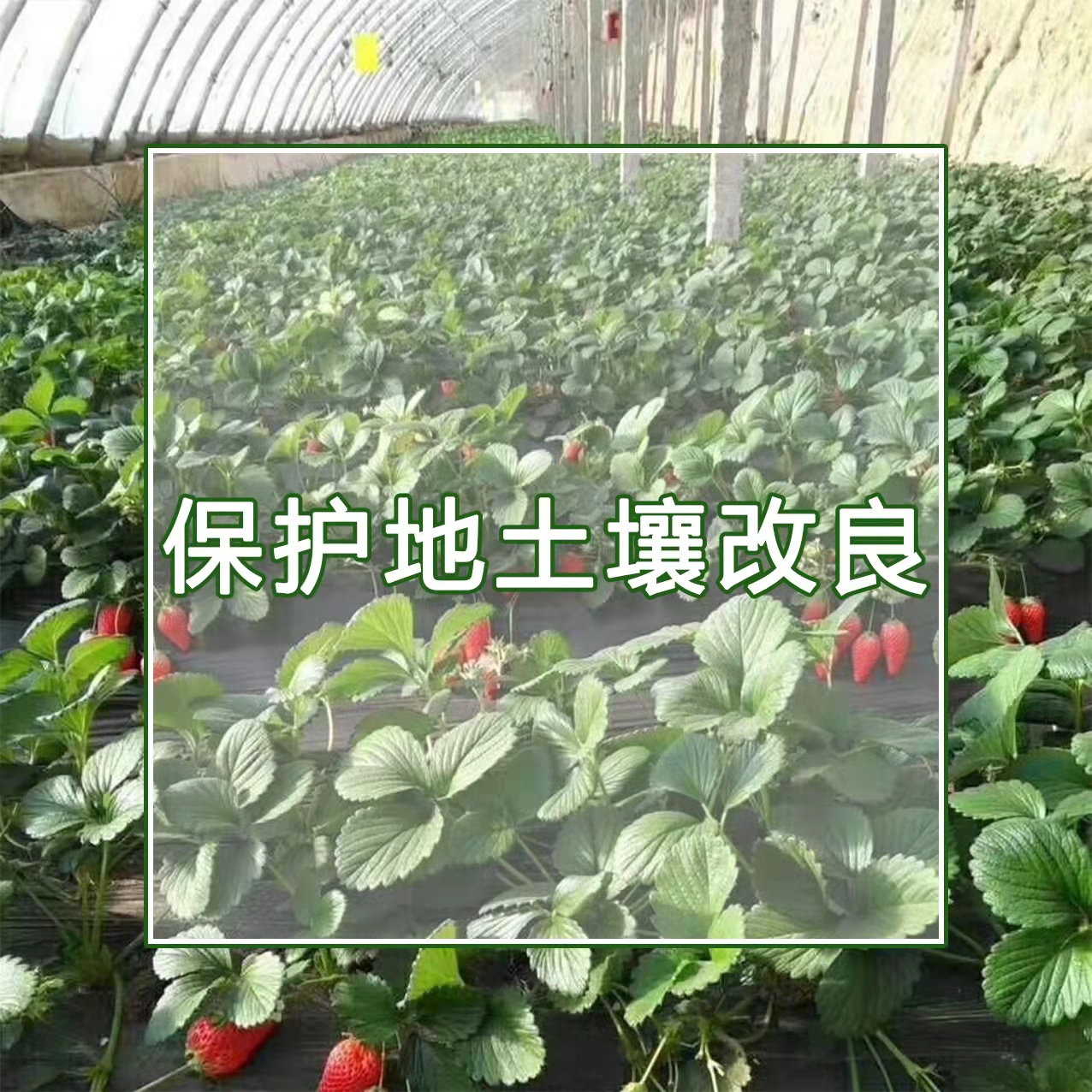 保护地土壤改良
