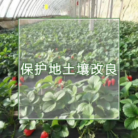 保护地土壤改良
