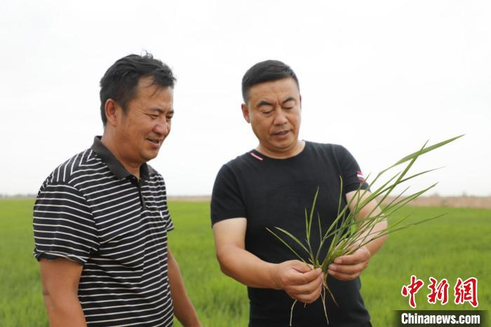 查看水稻长势。　杜新民 摄